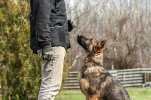 Best Puppy Obedience Training Tips you Must Know