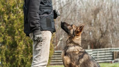 Best Puppy Obedience Training Tips you Must Know