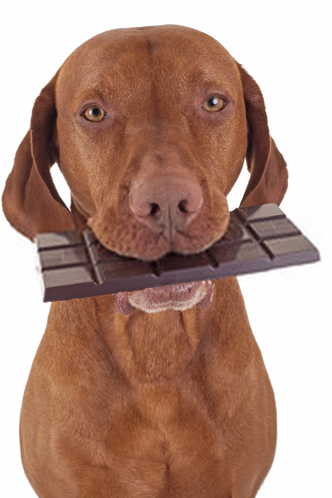 Toxic Foods For Dogs-- A Brief Guide On Dog Foods.