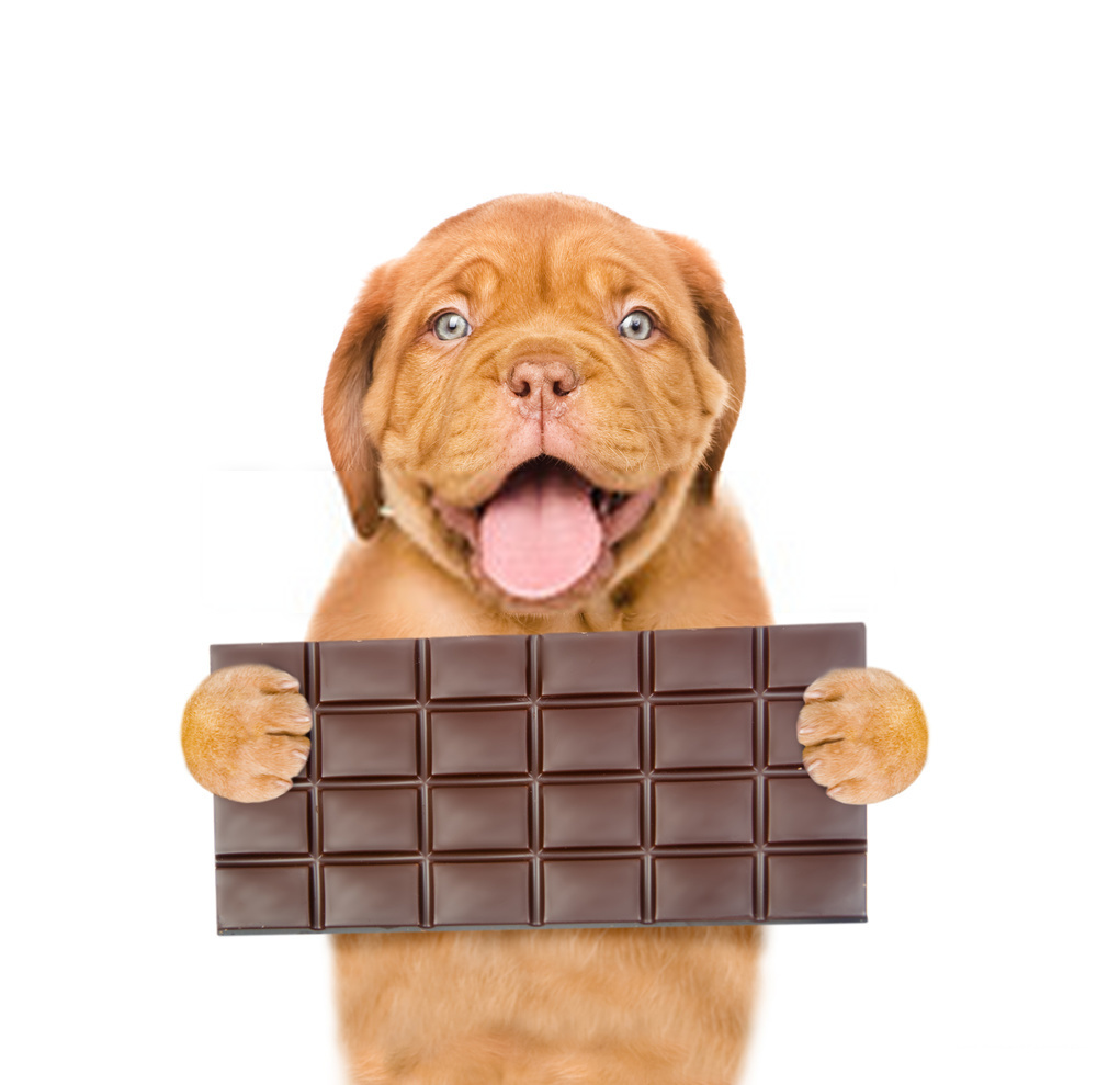 Toxic Foods For Dogs-- A Brief Guide On Dog Foods.