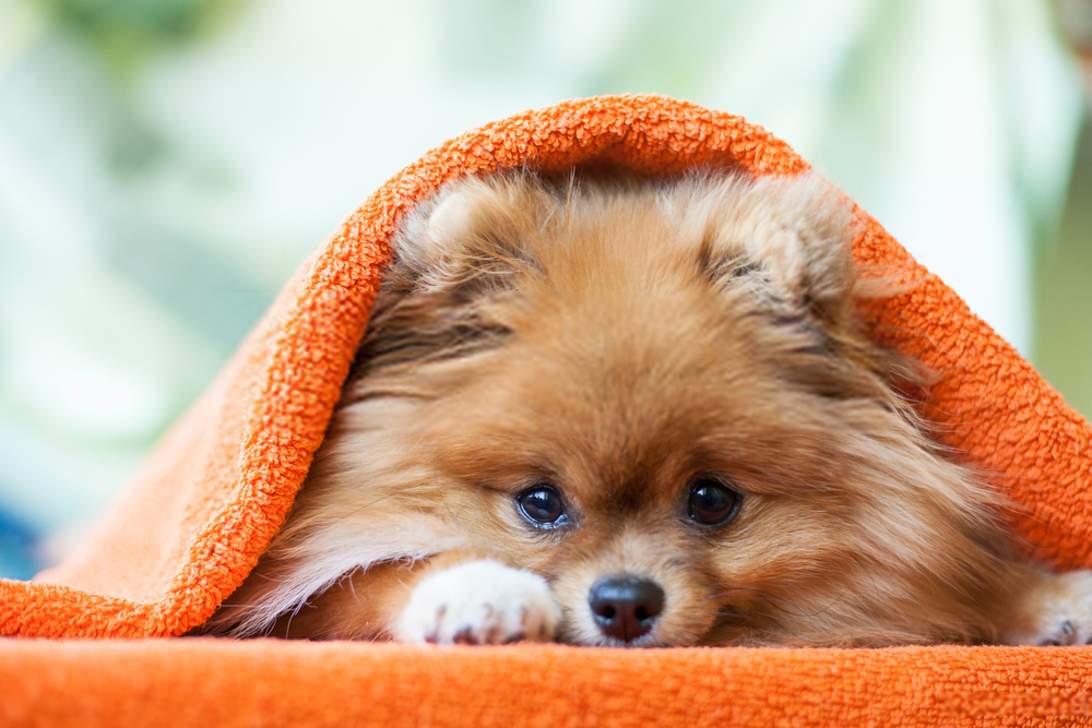 Puppy Care -A Brief Guide On Taking Good Care Of Dogs
