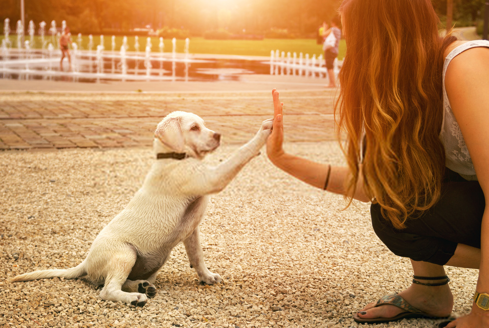 How To Create Puppy Training -Amazing Guide On Dog Actions For Training