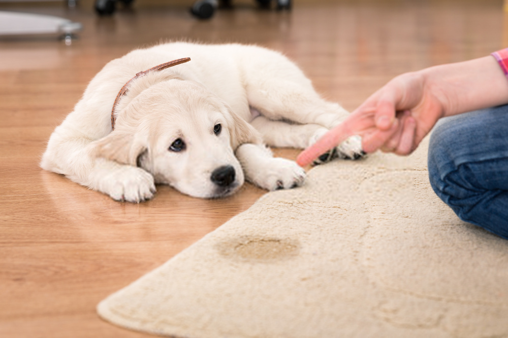 How To Create Puppy Training -Amazing Guide On Dog Actions For Training