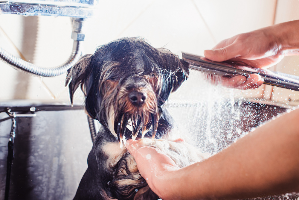 How Often Should I Wash My Dog? Simple Guide On Canine Bathe