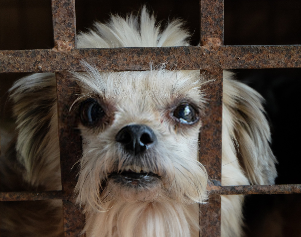 Colitis  Dog |6 Reasons of Colitis in Canines