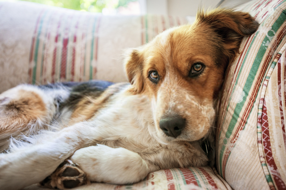 Colitis  Dog |6 Reasons of Colitis in Canines