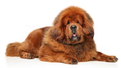 Big Dogs Huge Paws |Amazing Dog Breeds with Long Paws