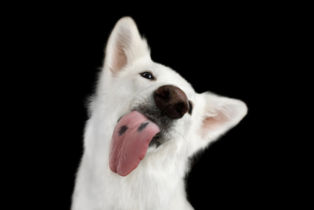 Why Does My Dog Lick Everything In House --Secret Research On Canine Licking