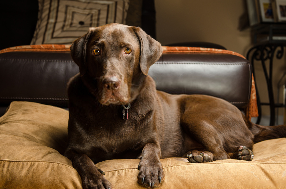 Should I Adopt Chocolate Lab Dogs? |Detailed Guide On Labrador Retriever