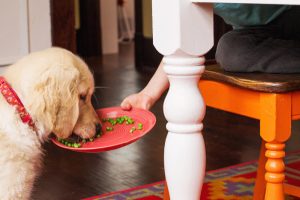 Do Dogs Eat Peas? Best Guide About Canine Food