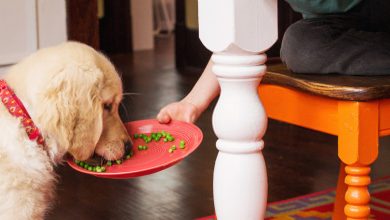 Do Dogs Eat Peas? Best Guide About Canine Food