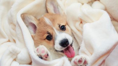 What Shots Do Puppy Needs -Best Guide On Canine Viruses