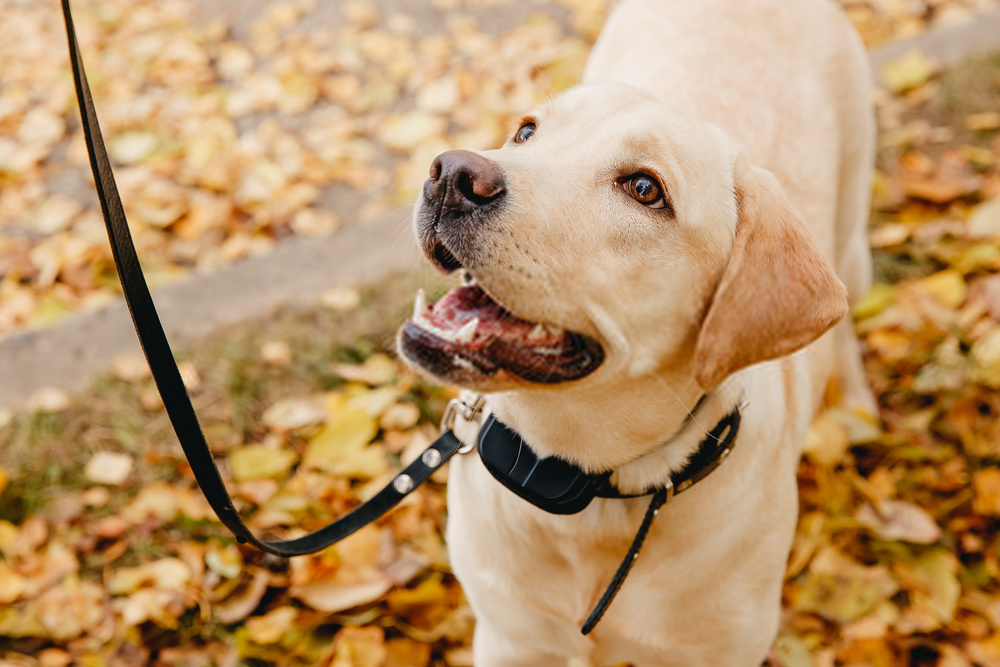 Dogs Shock Collar -A Detailed Guide On Canines Collar