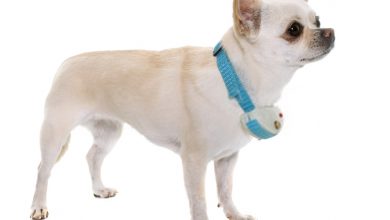 Dogs Shock Collar -A Detailed Guide On Canines Collar