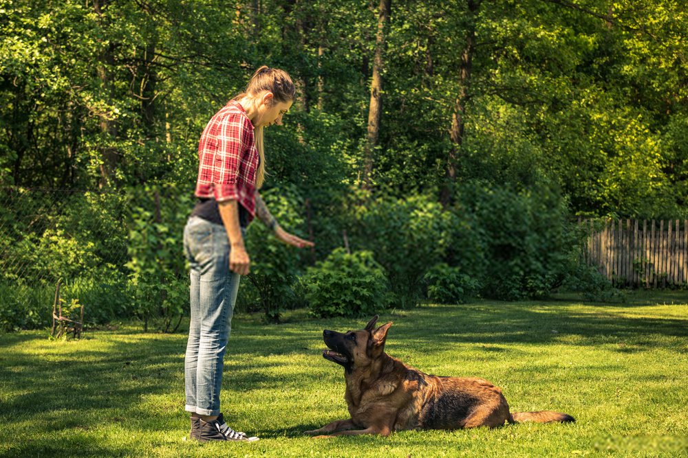 How To Teach a Dog To Fetch | Best Dog Training Tips