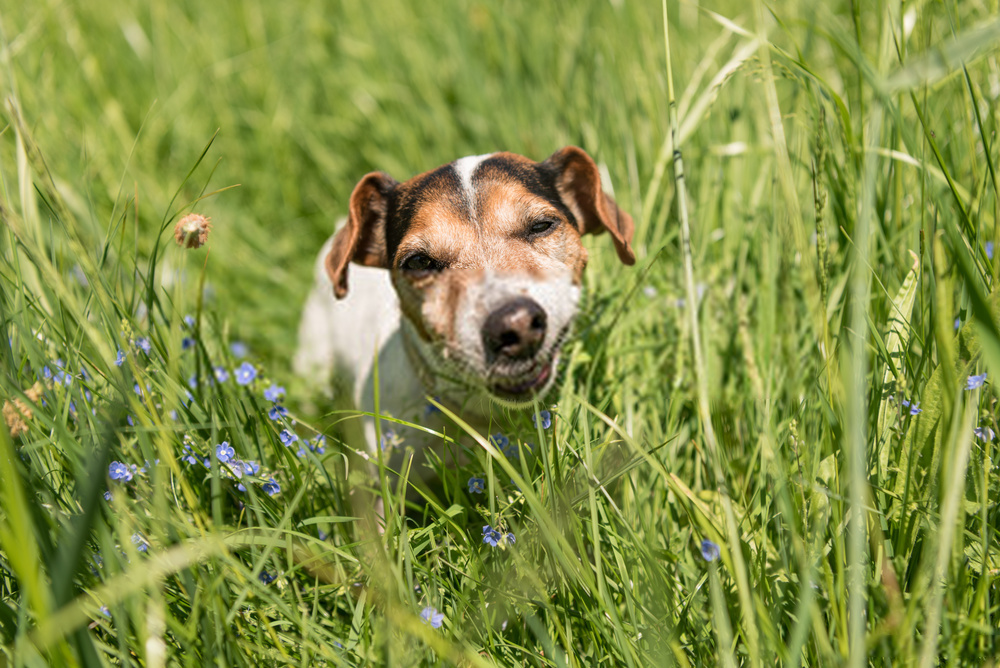 Why Dogs Eat Grass? A Detailed Guide On Canine Habits