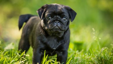 Top 10 Facts About Black Pug Puppies You Should know