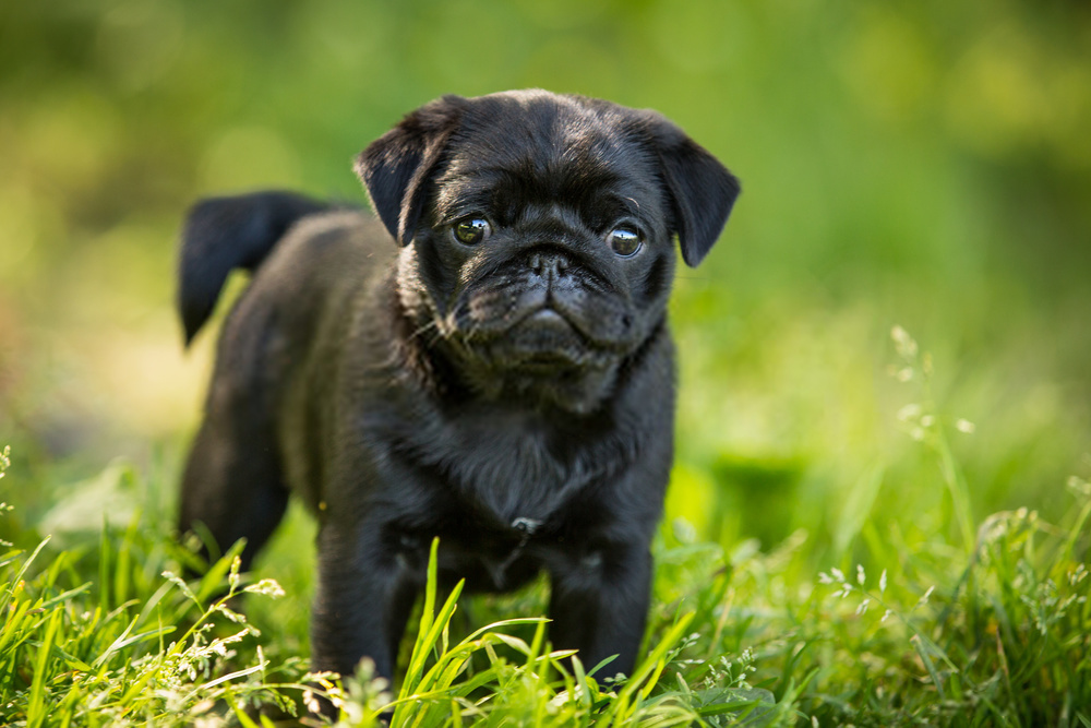 Top 10 Facts About Black Pug Puppies You Should know