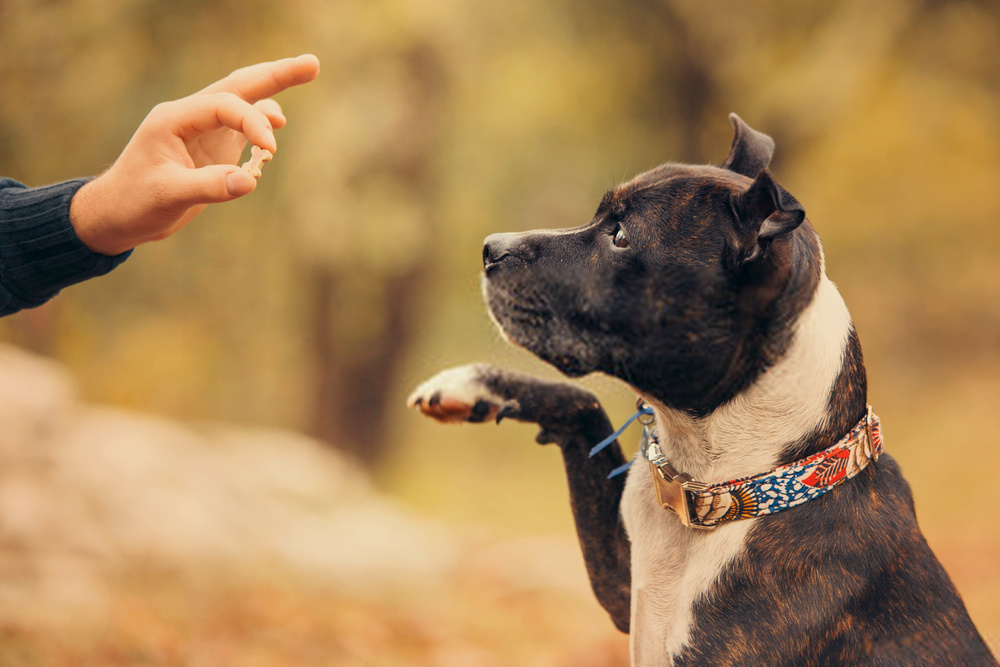 Top 15 Dog Training Treats | Amazing Canine Teaching Tips
