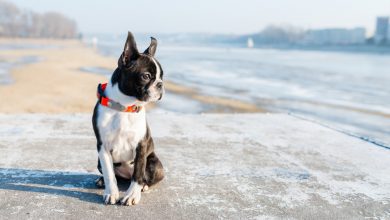 Baby Boston Terrier | Detailed Research On Dog Breed