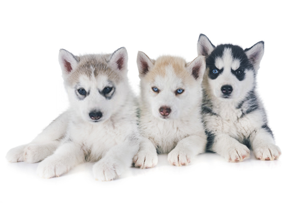 Husky Puppies Information And Siberian Husky Dogs Detailed Guide