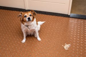 Dog Diarrhea Treatment Guide-Tips and Cure