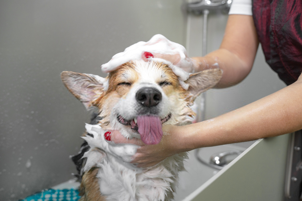 Is Dog Grooming Still Relevant? A Perfect Guide On Canine Grooming