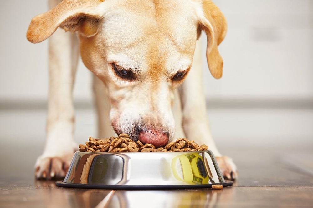 Best Dog Food Guide- Canine Food Detailed Guide