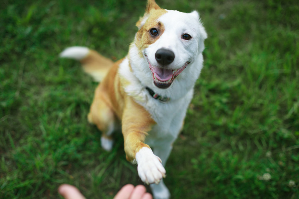 5 Amazing Types OF Dog Training --Teach Your Canine About Obedience