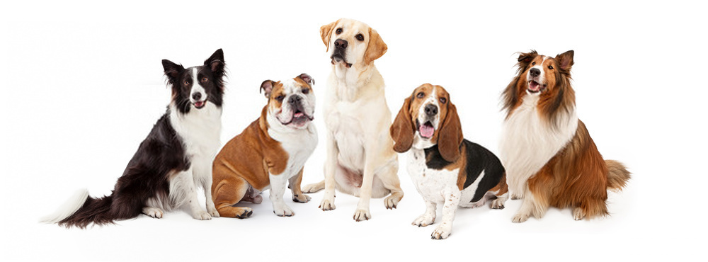 All About Dog Breeds -Precious Info Regarding Famous Canines