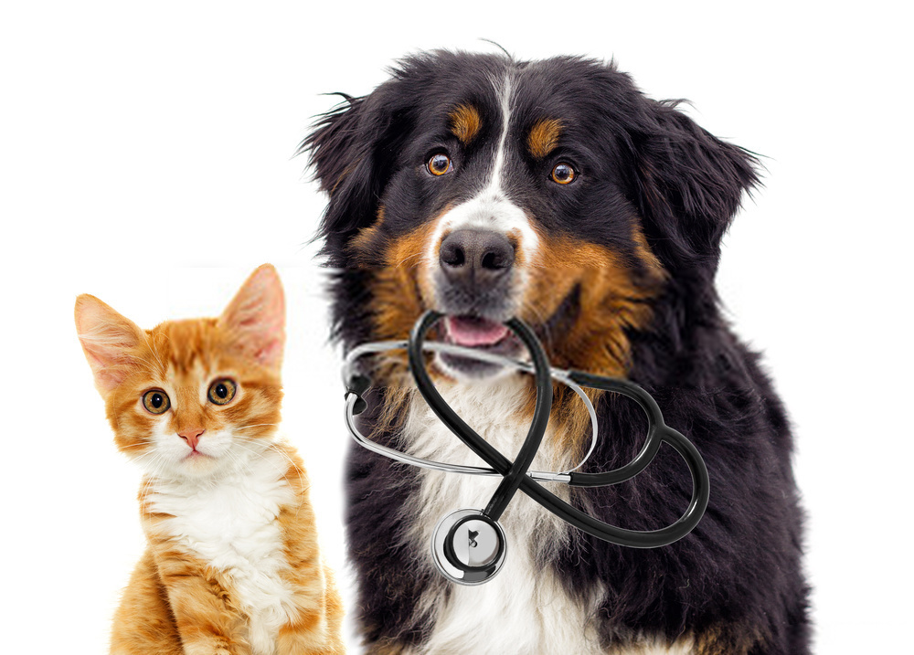 Best Dog Care Guide -Learn About Canine Diseases