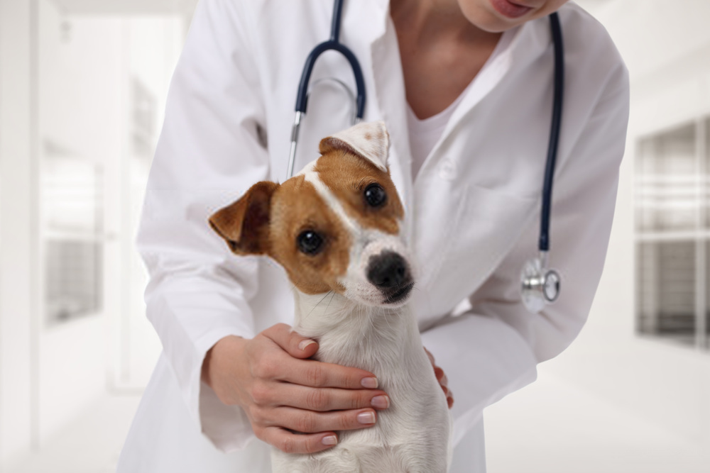 Dog Bite Treatment: Prevention Information And Treating Injuries