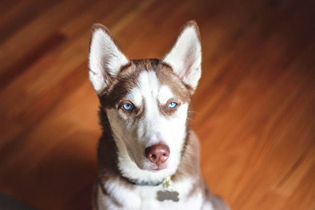 Clear blue eyes Husky Mix breed