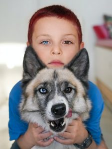 Husky Mix breed with multi color eyes
