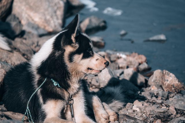 husky mix puppy by the sea