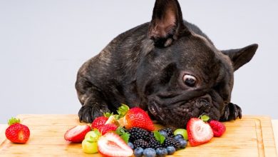 Can Dogs Eat Blueberries?: What No One Is Talking About