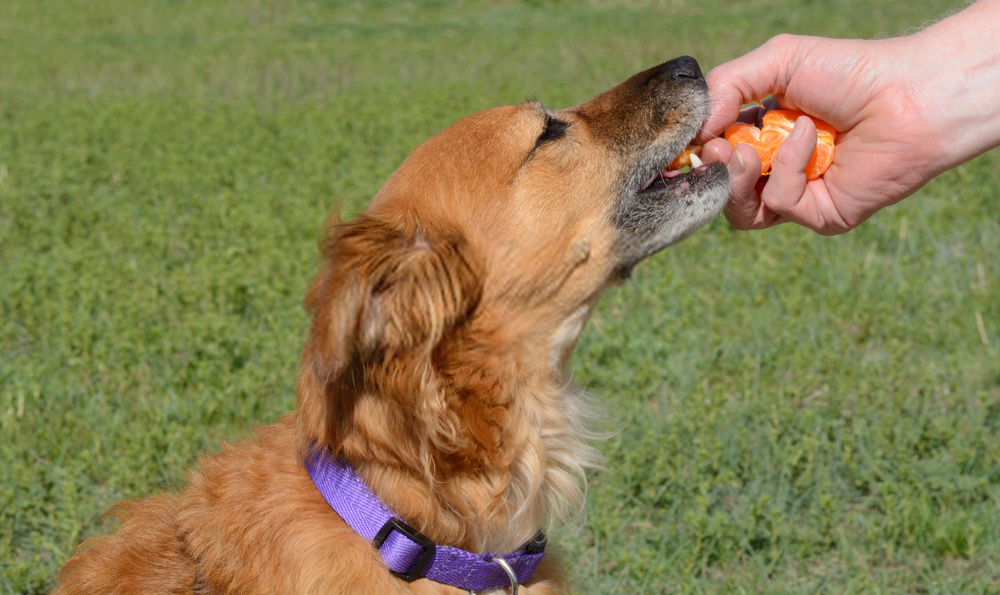 8 Effective Tips About Can Dogs Eat Oranges? Elevator Pitches