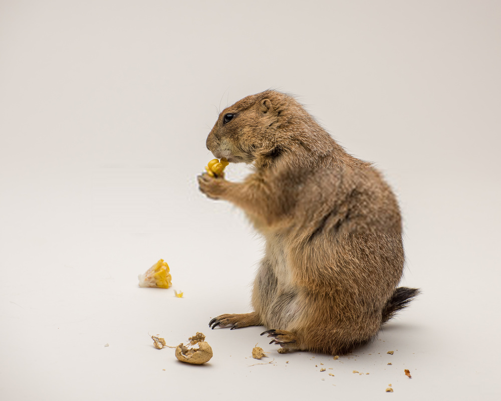 The Best Advice You Could Ever Get About Can Dogs Eat Peanuts?
