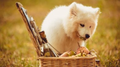 Can Dogs Eat Peaches?: A Simple Definition