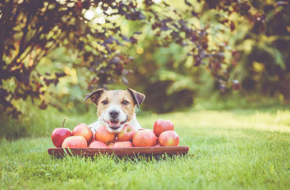 5 Questions You Might Be Afraid To Ask About Can Dogs Eat Apples?