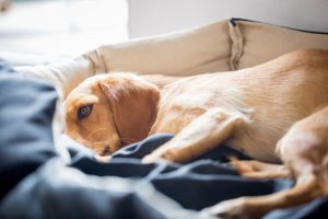 10 Dangerous Dogs’ Diseases And Their Treatment
