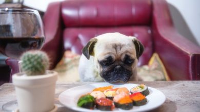 Can Dogs Eat Tuna – Is Tuna Safe Or Bad For Canines?