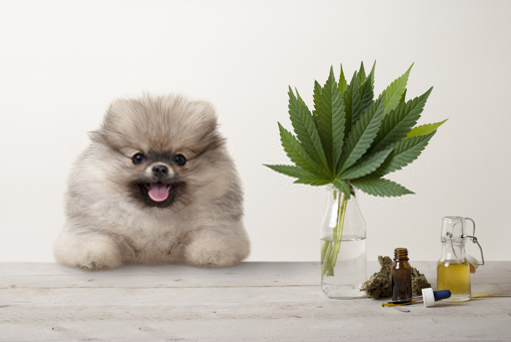 Dog Nutrition Advice And Many Answers To: “Can Dogs Eat…?” - Is It Okay For Dogs To Eat Weeds For Nutrition