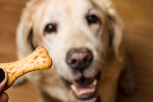 Dogs Eat Graham Crackers