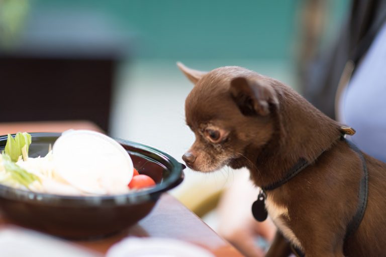 Can Dogs Eat Spinach? Incredible Benefits Of Spinach For Your Canines