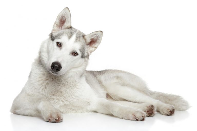 White Husky Lab MixLook , Behavior and Lifespan