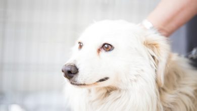 White Husky Dog Adoption