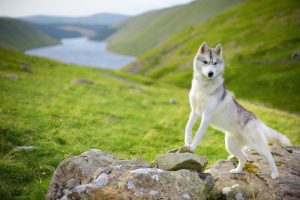 White Husky Female-Info and Important Facts You Should know About