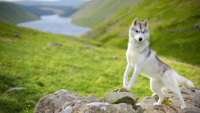 White Husky Female-Info and Important Facts You Should know About