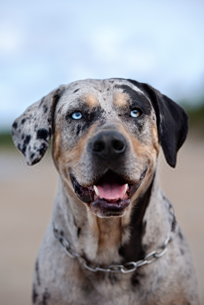 this dog looks like it cold be a catahoula aussie mix